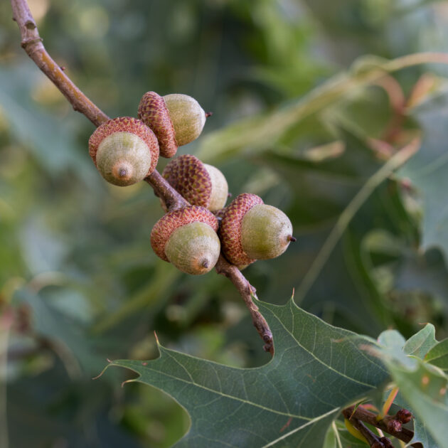 Quercus rubra (red oak)