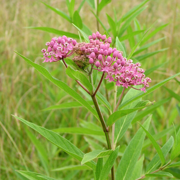 Asclepias incarnata  (swamp milkweed, rose milkweed)