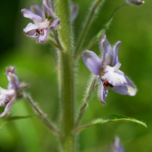 Delphinium exaltatum (tall blue larkspur)