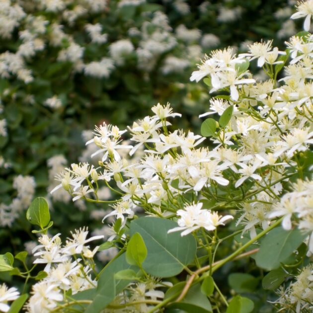 Clematis virginiana (native clematis, virgin's-bower, devil's darning needles)