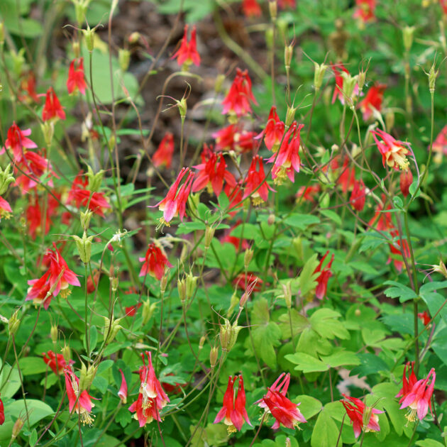 Aquilegia canadensis (wild columbine)